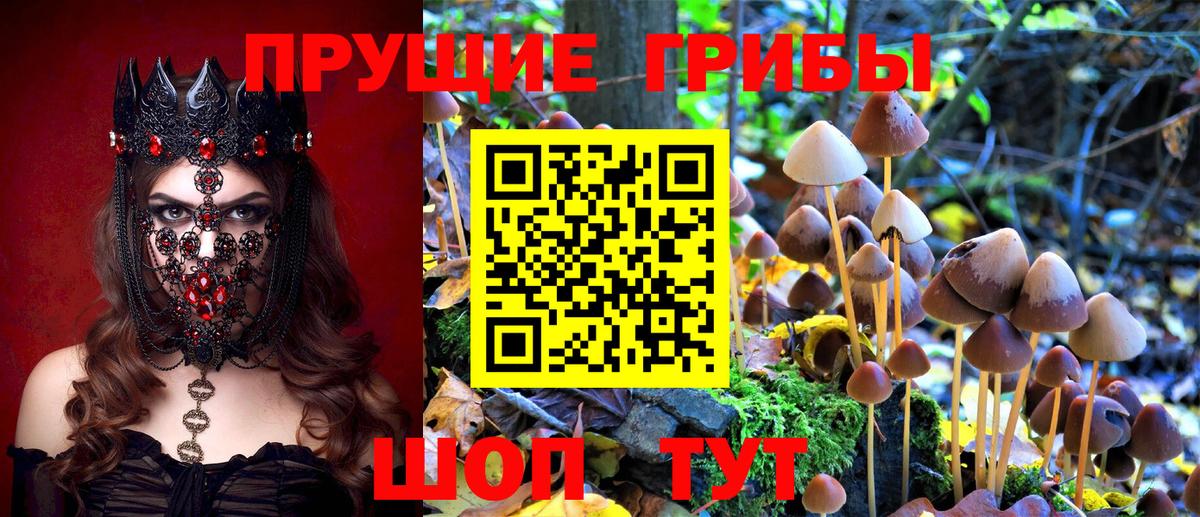 Волхов  Галлюциногенные грибы Cubensis  Вход с VPN 